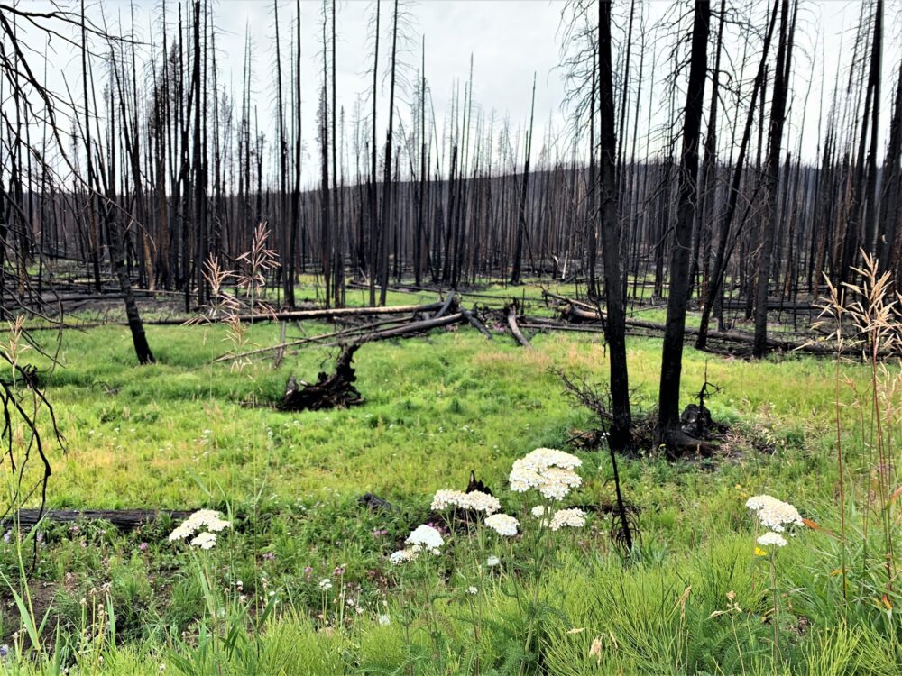 Charred trunks of pine trees burned in a wildfire, with bright green new grass and white wildflowers in the foreground