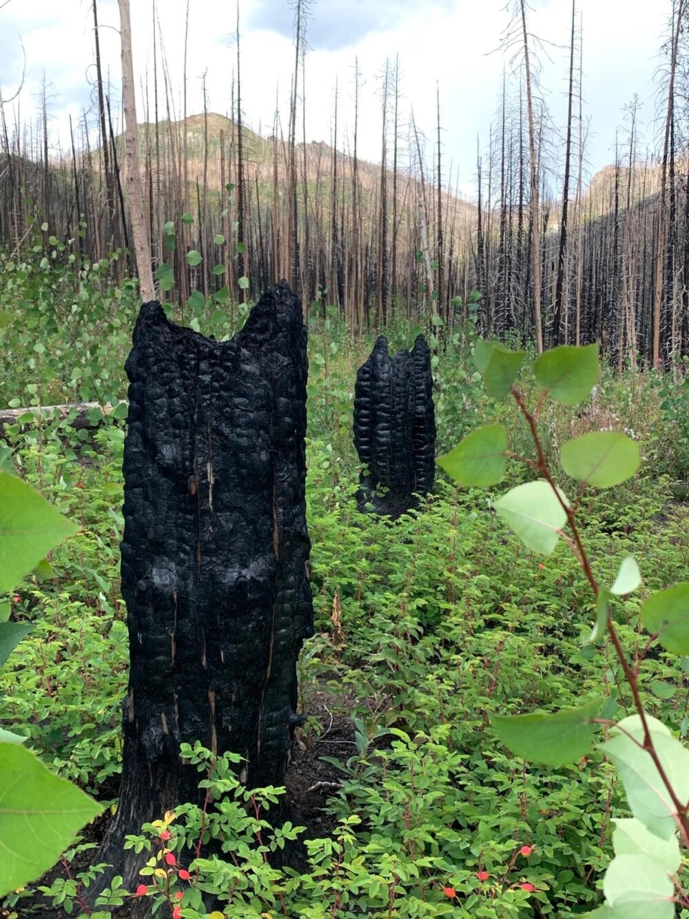 Burn area with blackened trucks and bright green undergrowth emerging